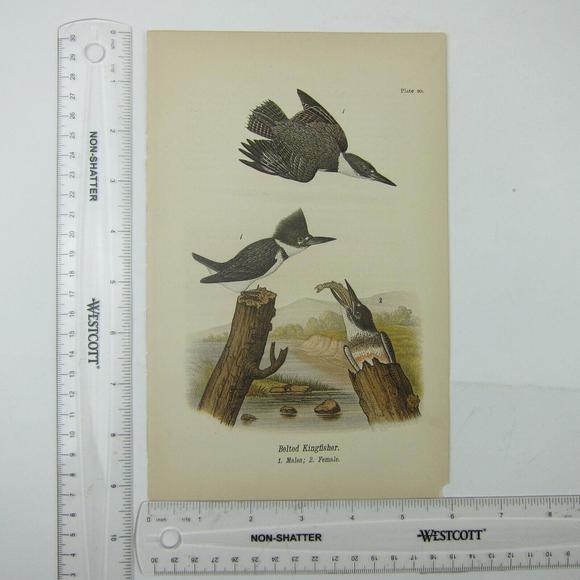 Bird Lithograph Print Belted Kingfisher after John James Audubon Antique 1890 - Picture 6 of 12